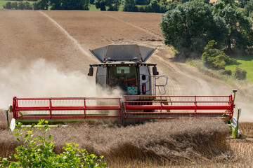 Harvest time - Combine harvester cutting a crop of rape seed in the countryside of North Yorkshire, England.