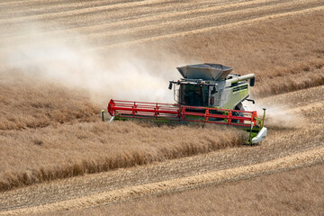 Harvest time - Combine harvester cutting a crop of rape seed in the countryside of North Yorkshire,...
