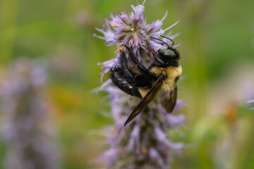 Eastern Carpenter Bee on Anise Hyssop Flowers
