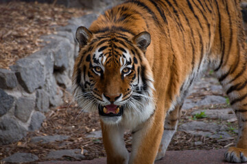 Big Tiger walking around. Symbol of 2022 Chinese new year