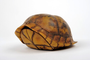 Dreizehen-Dosenschildkröte, Carolina-Dosenschildkröte // Three-toed box turtle, Common box turtle...
