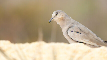 Rolinha Picui. The Picui Dove is a columbiform bird of the Columbidae family.