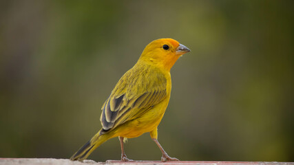 The canary of the land Scalis flaveola, is also known as the canary of the garden, canary of the tile.