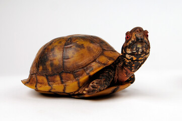Naklejka premium Three-toed box turtle, Common box turtle // Dreizehen-Dosenschildkröte, Carolina-Dosenschildkröte (Terrapene carolina triunguis)