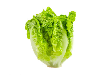 Fresh baby cos lettuce on white background