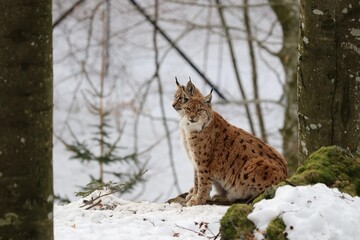 lynx in the snow