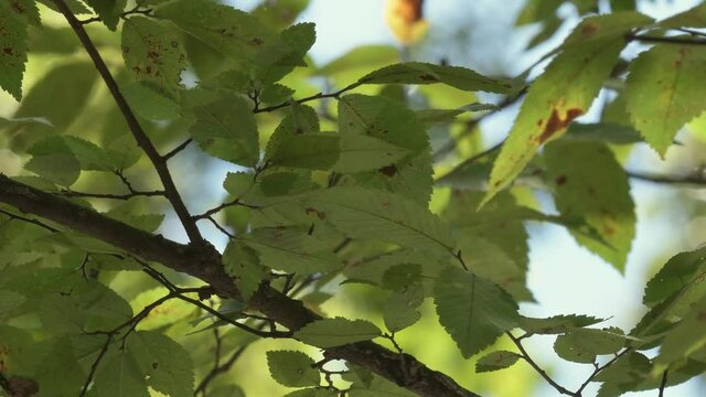 Underside of elm leaves, lit up by reflected sunlight from rippling water underneath, in a beautiful play of light and an ecological concept