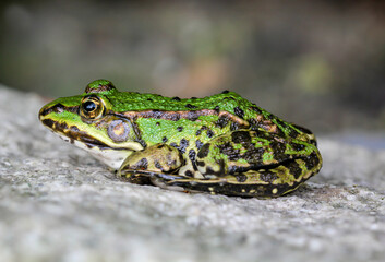 Portrait eines kleinen grünen Laubfrosch auf einem Granitstein.
