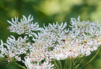 common hogweed (Heracleum sphondylium) serves up lunch for many an insect visitor in summer, Salisbury Plain UK