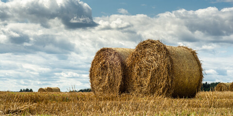 a pair of round yellow straw bales on agricultural field with stubble after harvesting under blue cloudy sky