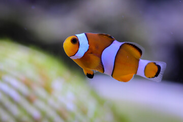 Portrait eines Anemonenfisch im Aquarium, Nemo im Aquarium.