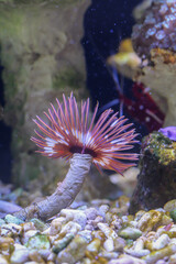 Aufnahme eines Kalkröhrenwurmes, Röhrenwurm, Sabellastarte – ein wunderschöner Röhrenwurm
