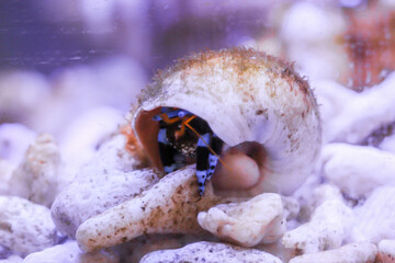 Ein Einsiedlerkrebs mit schwarz blauen Beinen in einem Schneckengehäuse.
