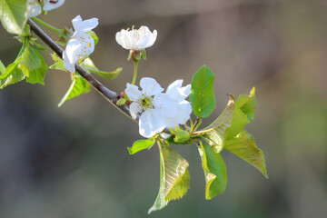 Die Blüten der Sträucher, Bäume im Frühjahr
