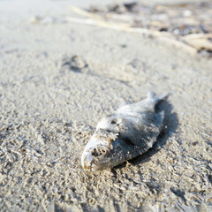 dead fish on hot sand, global warming, climate change