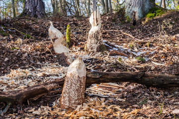 Beavers nibbled the trunk of a tree. Beaver teeth marks on trees. Trees in the forest in winter.
