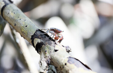 Tropical caribbean crab in mangrove forest- Martinique island