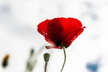 red poppy flowers