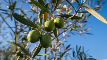 Aceitunas verdes en olivo