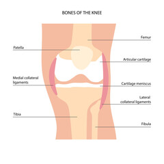 Knee bone anatomy