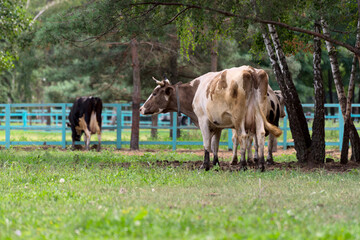 Fototapeta premium Black and Brown Cows are feeding on a Livestock Farm.