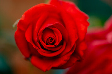 red rose closeup