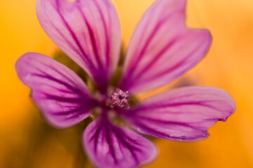 close up of flower