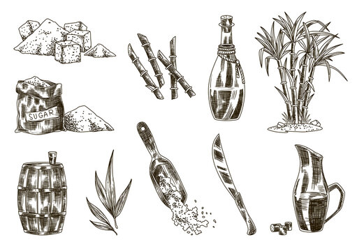 Cane sugar. Set of product from sugarcane plants. Engraving Hand drawn  natural organic food and natural ingredients. Fresh squeezed sugarcane in  glass, sugar in heap and cubes, bamboo and rum Stock Illustration |