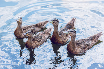 The Mallard, Young Grey Common Ducks in a pond.