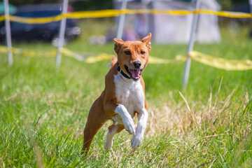 Basenji puppy first time running on dog sport