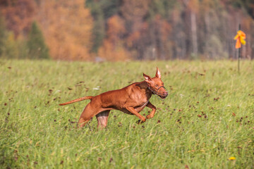 cirneco dell etna running full speed at lure coursing