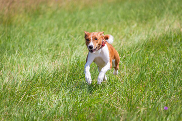 Basenji puppy first time running on dog sport