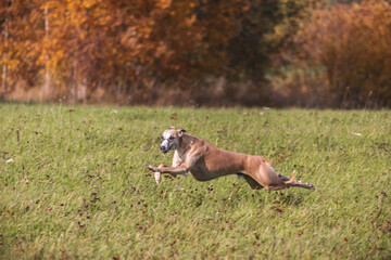 Whippet running in coursing field on lure coursing