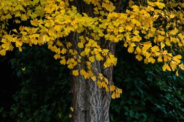 Ginkgo biloba autumnal yellow foliage