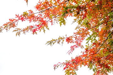Pin oak autumnal foliage