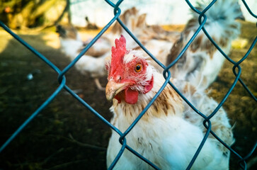 Live white chicken close-up. Close-up of a red hen's head behind a mesh fence.