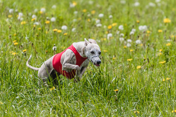 Whippet running in a red jacket coursing field on lure coursing