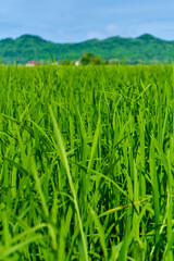 Impressive landscape green rice field with mountains in the background