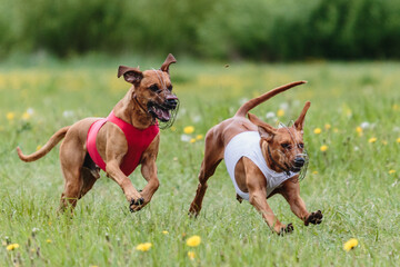 Two rhodesian ridgeback dogs running full speed at lure coursing