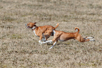 Two basenjis running qualification for lure coursing championship