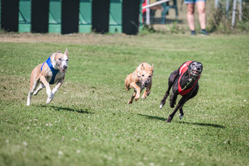 Three whippet dogs running at racing competion