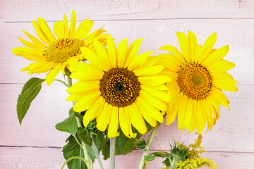Flowers with yellow petals of decorative sunflower, still life, close-up