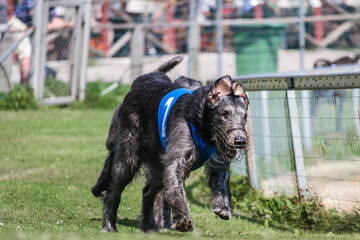 two greyhound dogs running at racing competion
