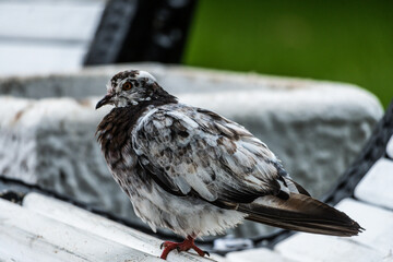 bird on a fence