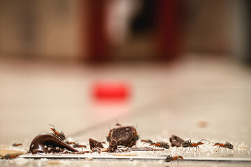 sweet ants on the floor, eating leftovers of candy, crumbs and chocolate. Ants on dirt, plague...