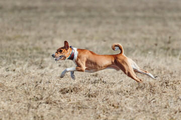 basenji lifted off the ground during the dog race competition