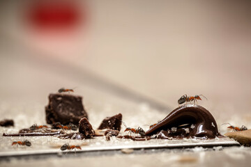 sweet ants on the floor, eating leftovers of candy, crumbs and chocolate