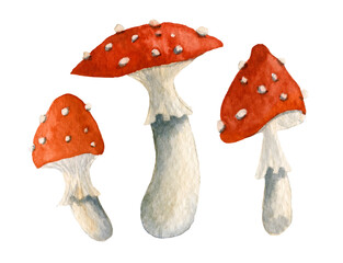 Watercolor illustration of Toadstools with Red cap. Forest Mushroom on white isolated background. Hand painted set of Fly Agarics.Food sketch of Fungus
