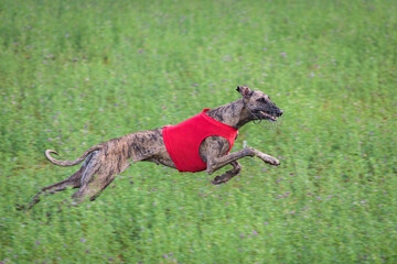 Whippet running in a red jacket coursing field on lure coursing