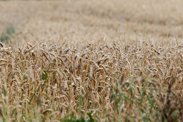 das Getreide wächst und wartet auf die Ernte